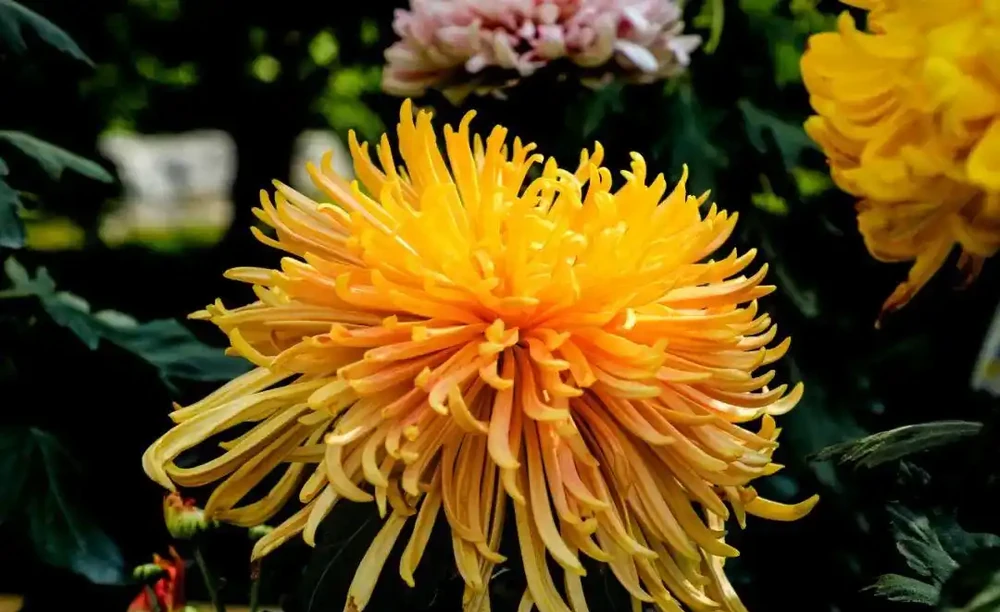 菊花養不好?快來看看這篇養菊小錦囊