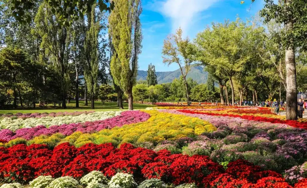 菊花養不好?快來看看這篇養菊小錦囊