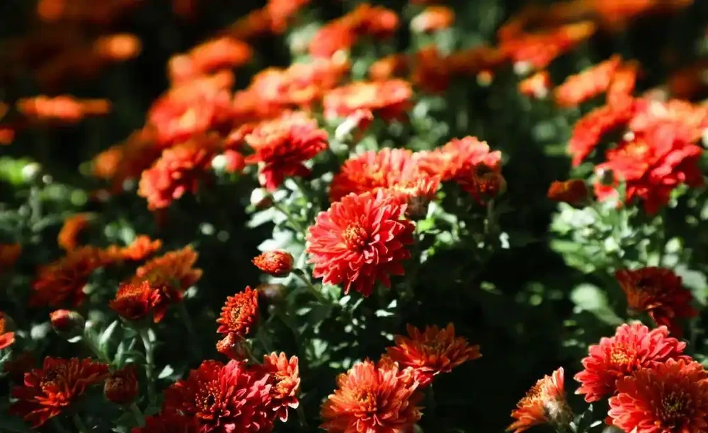 菊花養不好?快來看看這篇養菊小錦囊
