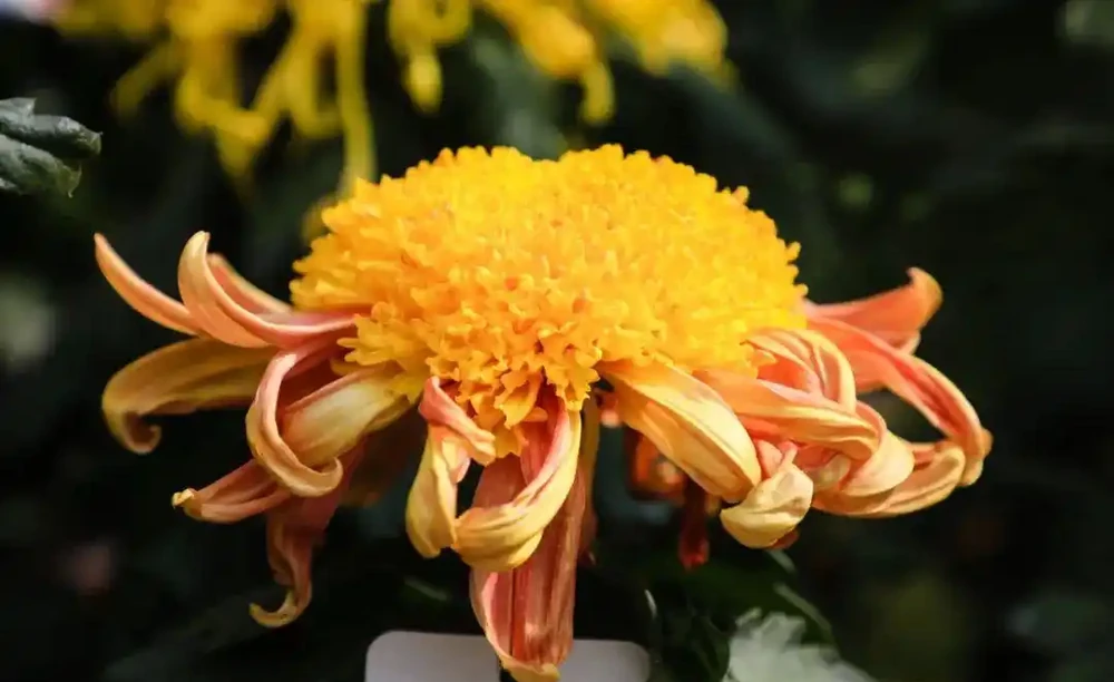 菊花養不好?快來看看這篇養菊小錦囊