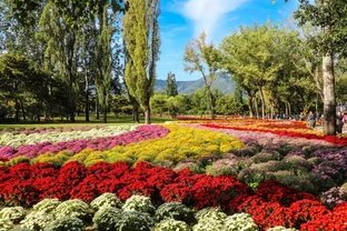 菊花養不好？快來看看這篇養菊小錦囊