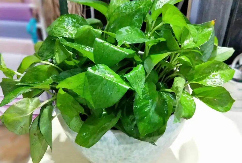 老人常說:「一個黃金葛七個鬼」,啥意思?家裡養黃金葛一定要多注意