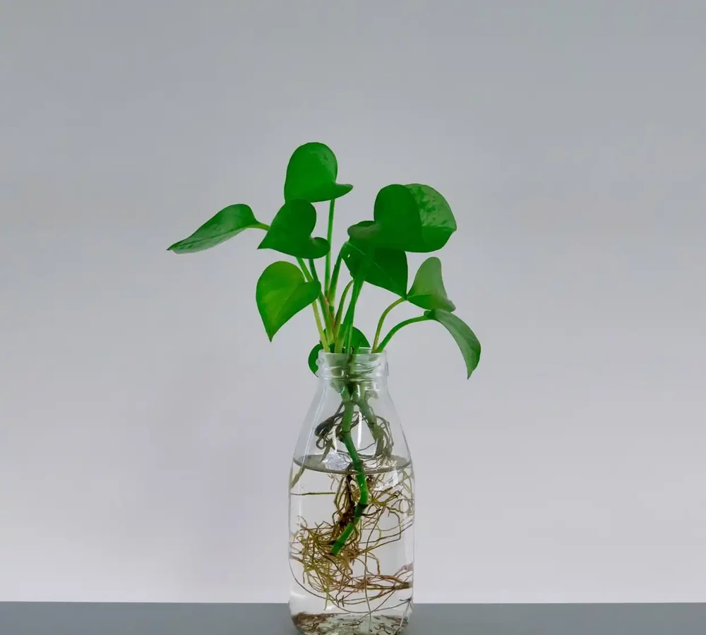 老人常說:「一個黃金葛七個鬼」,啥意思?家裡養黃金葛一定要多注意