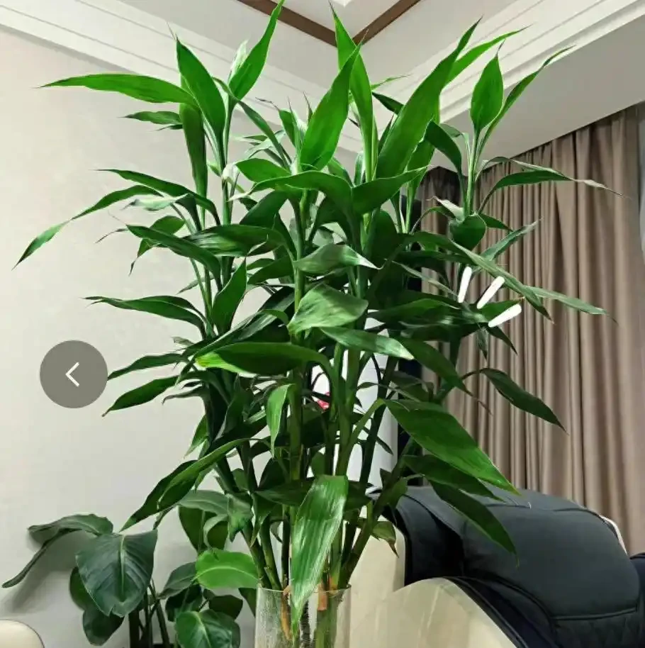 5種綠植,開花代表家裡「風水好」,很多人一輩子沒見過開花
