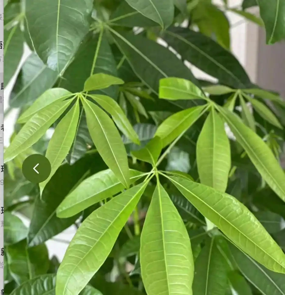 5種綠植,開花代表家裡「風水好」,很多人一輩子沒見過開花