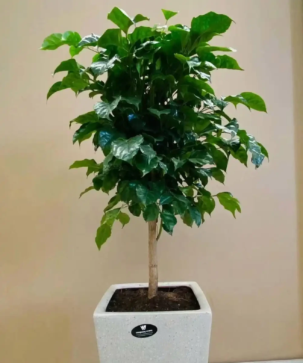 幸福樹掉葉子,主要有3個原因,對症下藥,抓緊搶救