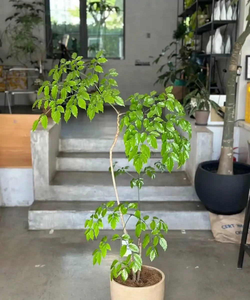 幸福樹掉葉子,主要有3個原因,對症下藥,抓緊搶救
