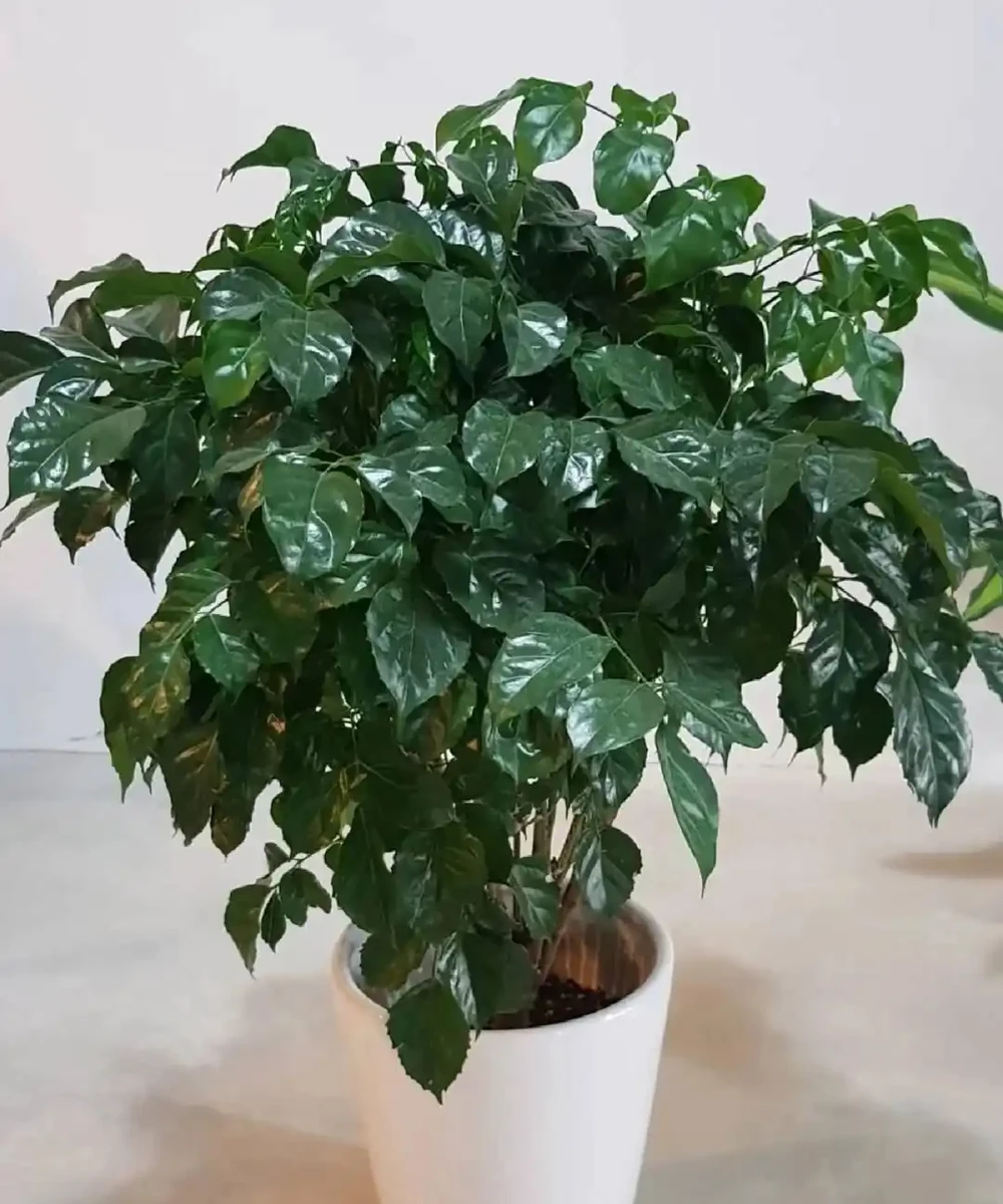 幸福樹掉葉子,主要有3個原因,對症下藥,抓緊搶救