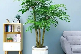 幸福樹掉葉子，主要有3個原因，對症下藥，抓緊搶救
