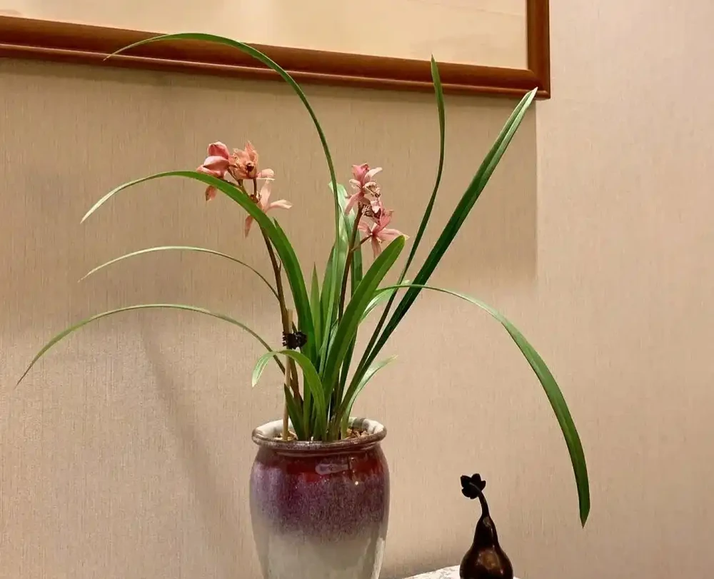 蘭花已被拉入黑名單，原因有4點，花友們不要再養了