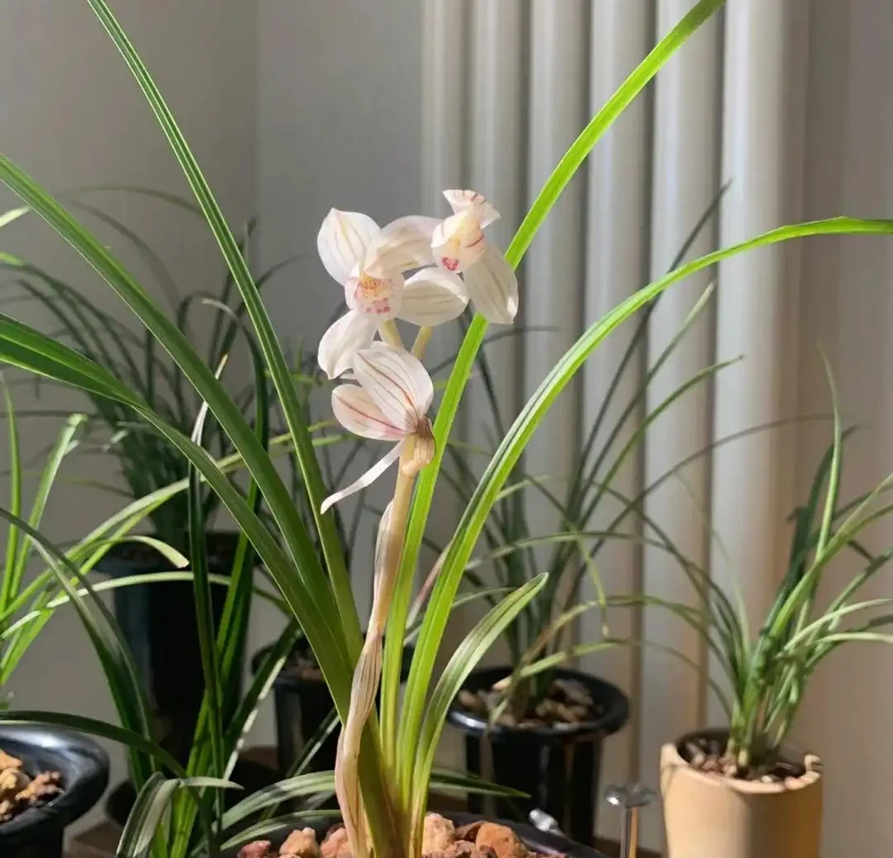 蘭花已被拉入黑名單，原因有4點，花友們不要再養了