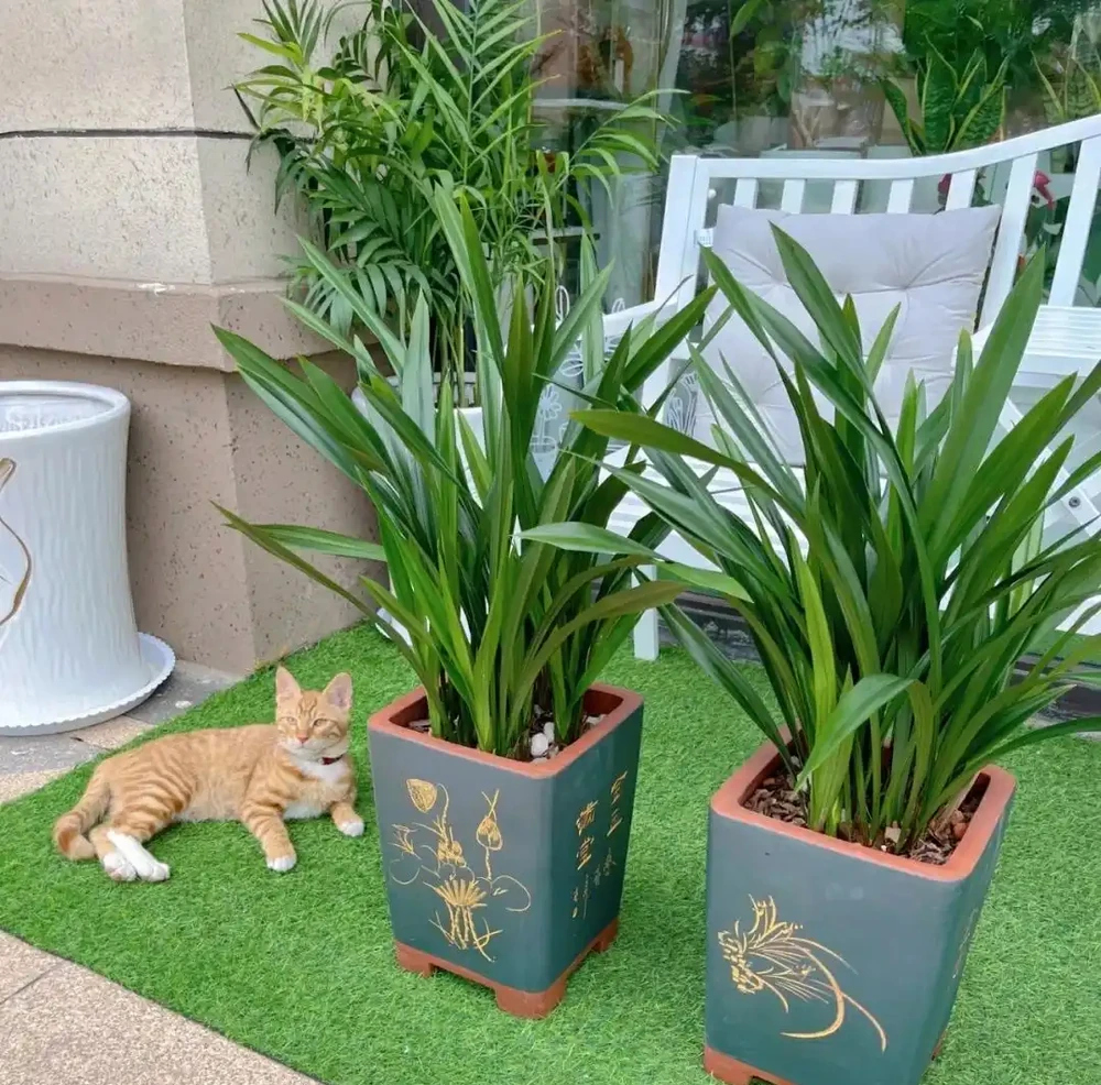 蘭花已被拉入黑名單，原因有4點，花友們不要再養了
