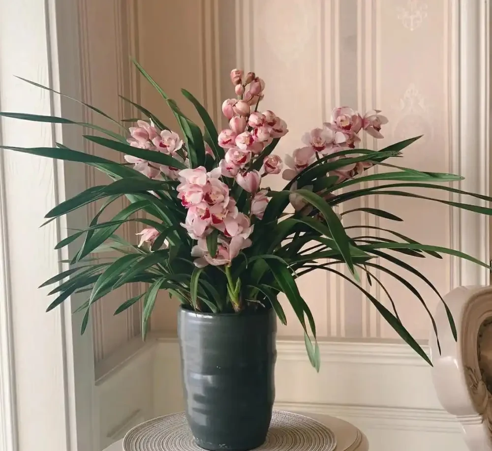 蘭花已被拉入黑名單，原因有4點，花友們不要再養了