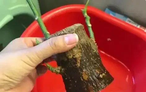 教你一個最簡單的方法救活發財樹!腐根也能起死回生!