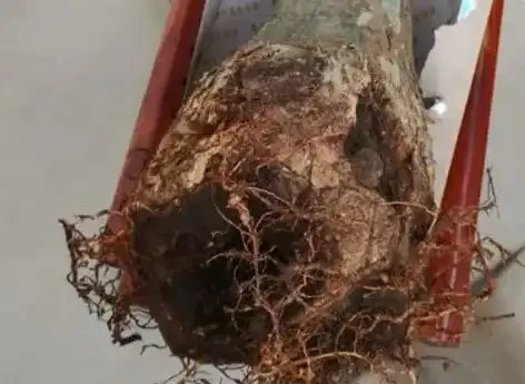 教你一個最簡單的方法救活發財樹!腐根也能起死回生!