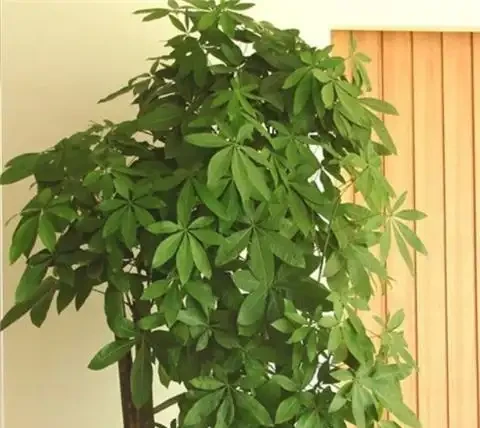 教你一個最簡單的方法救活發財樹!腐根也能起死回生!