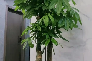 教你一個最簡單的方法救活發財樹！腐根也能起死回生！
