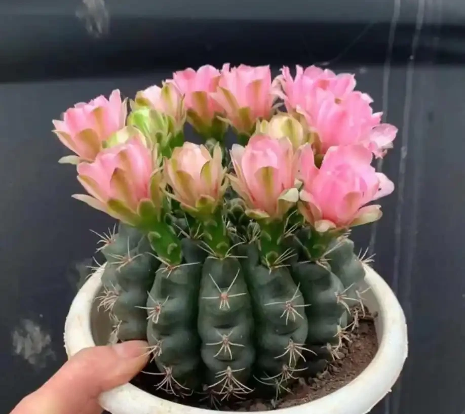 9種花「曬不死」，太陽越大花越爆，奼紫嫣紅賊漂亮！