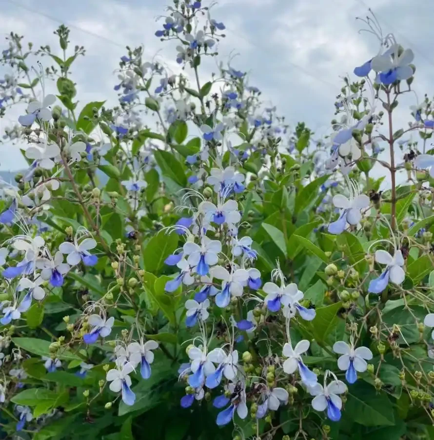 9種花「曬不死」，太陽越大花越爆，奼紫嫣紅賊漂亮！