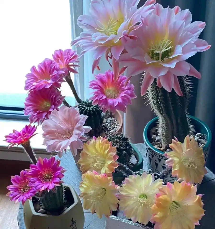 9種花「曬不死」，太陽越大花越爆，奼紫嫣紅賊漂亮！