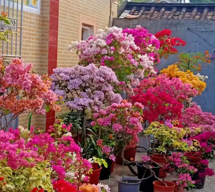 9種花「曬不死」，太陽越大花越爆，奼紫嫣紅賊漂亮！