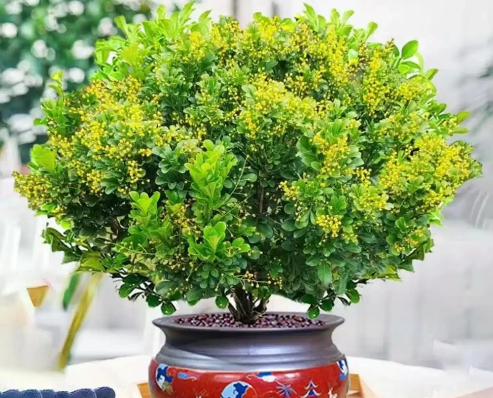9種花「曬不死」，太陽越大花越爆，奼紫嫣紅賊漂亮！