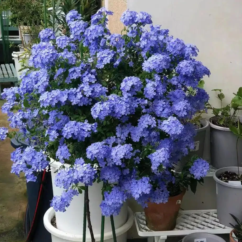 9種花「曬不死」，太陽越大花越爆，奼紫嫣紅賊漂亮！