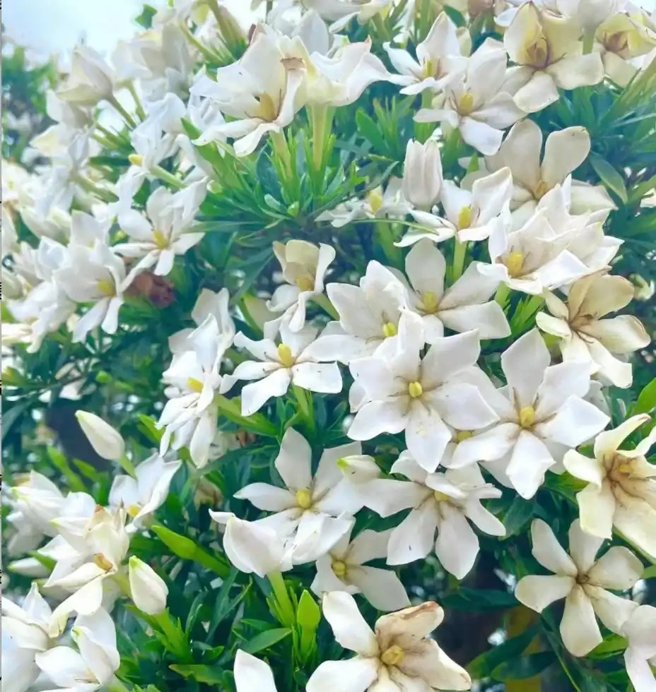 9種花「曬不死」，太陽越大花越爆，奼紫嫣紅賊漂亮！
