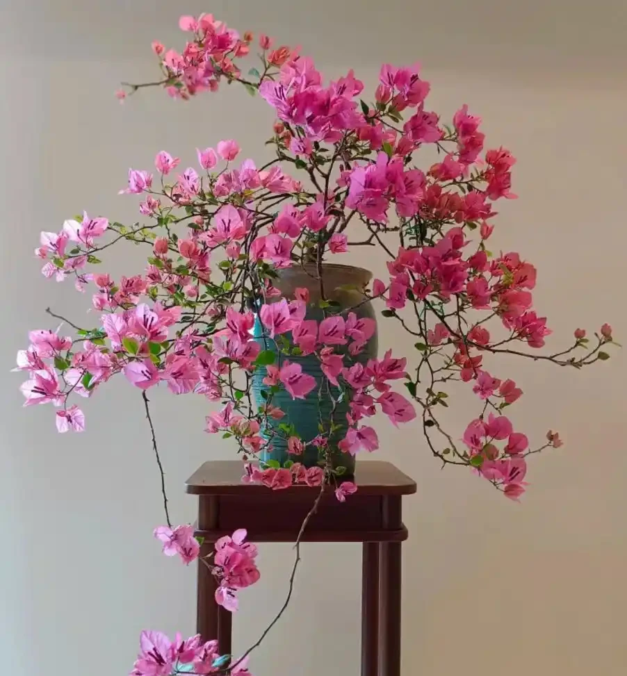9種花「曬不死」，太陽越大花越爆，奼紫嫣紅賊漂亮！