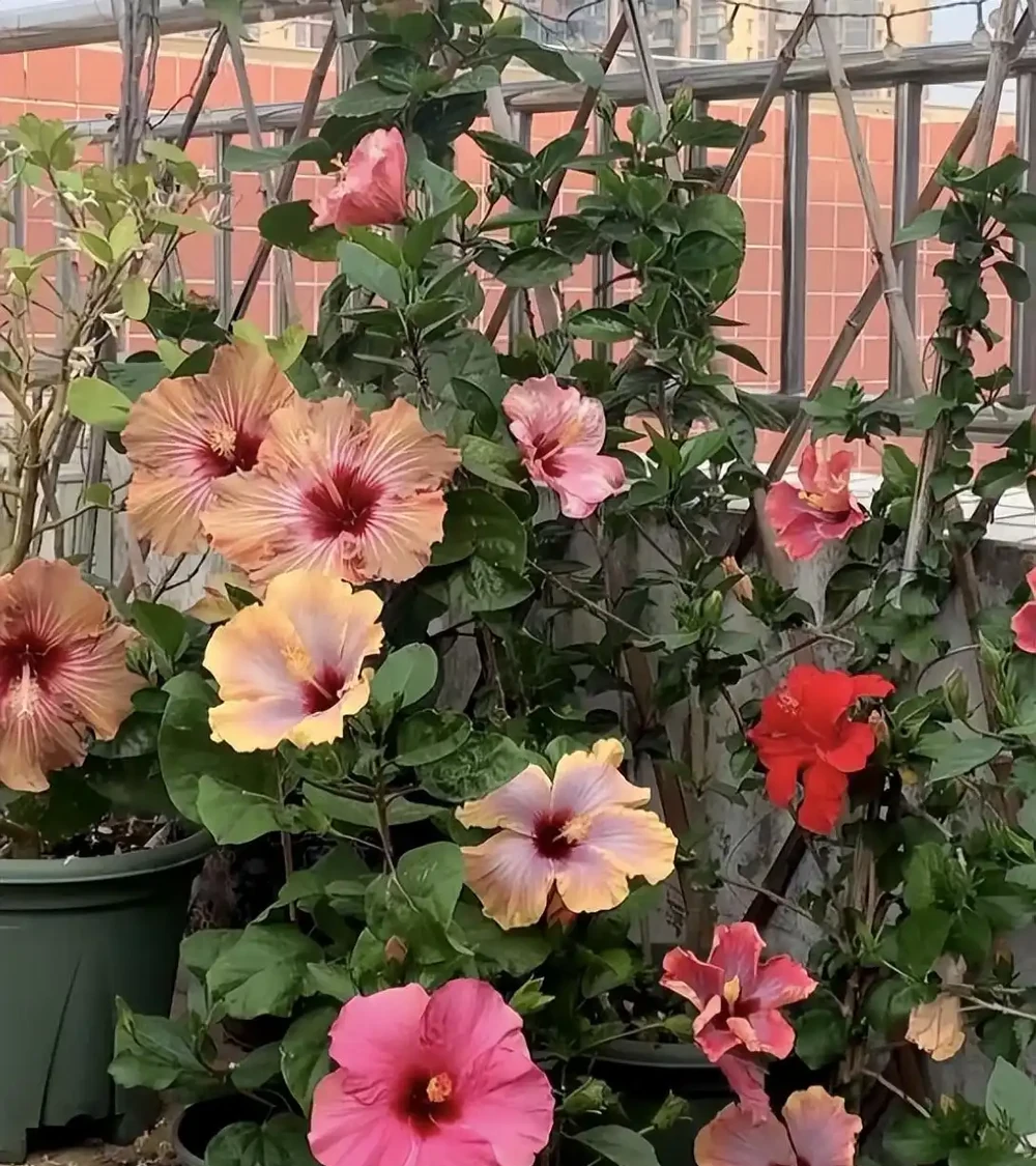 9種花「曬不死」，太陽越大花越爆，奼紫嫣紅賊漂亮！
