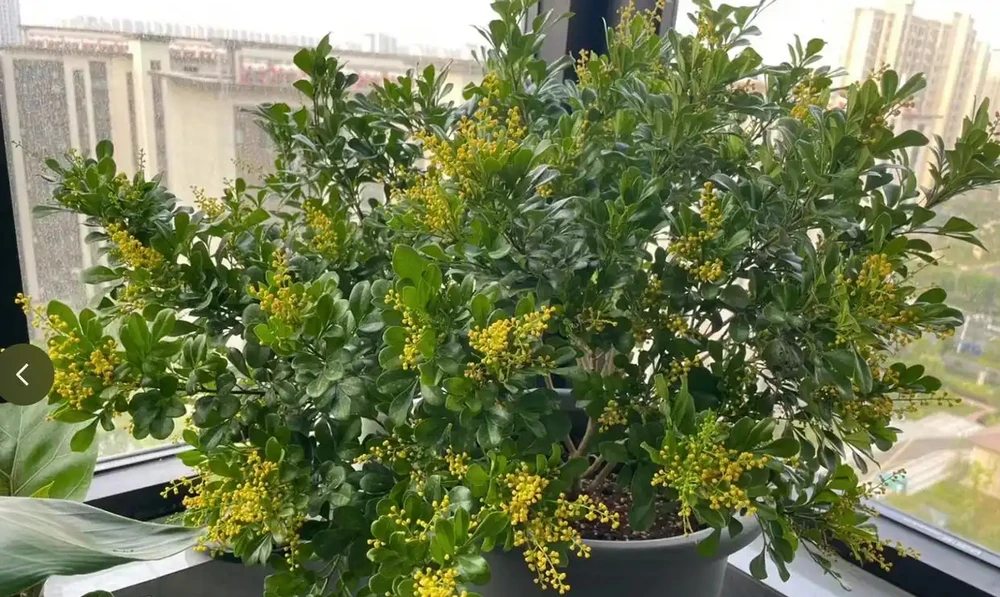 9種花「曬不死」，太陽越大花越爆，奼紫嫣紅賊漂亮！