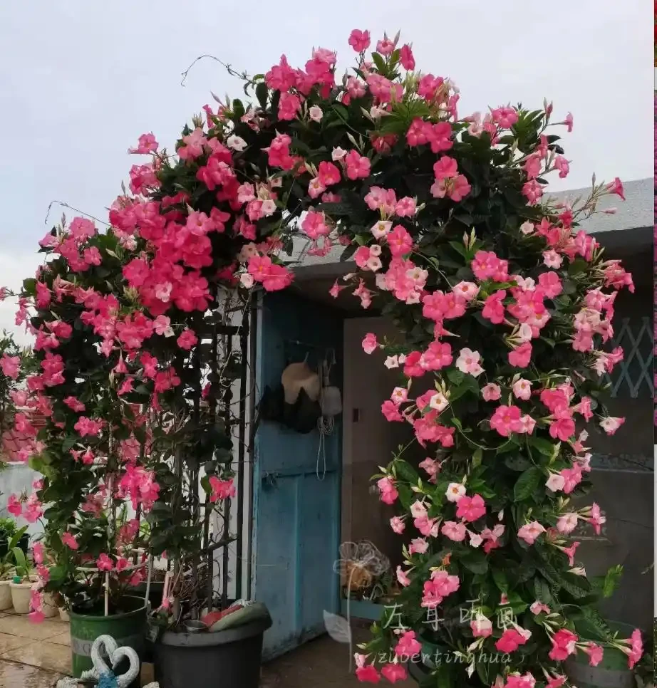 9種花「曬不死」，太陽越大花越爆，奼紫嫣紅賊漂亮！