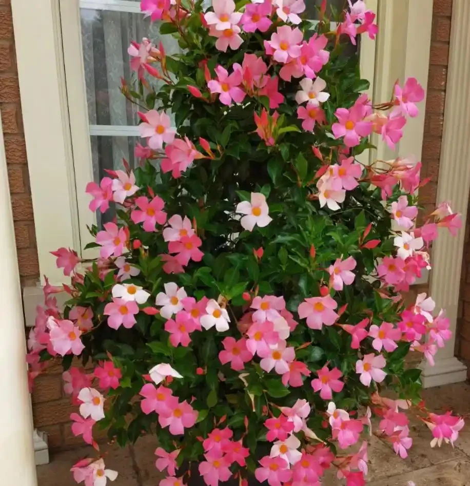9種花「曬不死」，太陽越大花越爆，奼紫嫣紅賊漂亮！