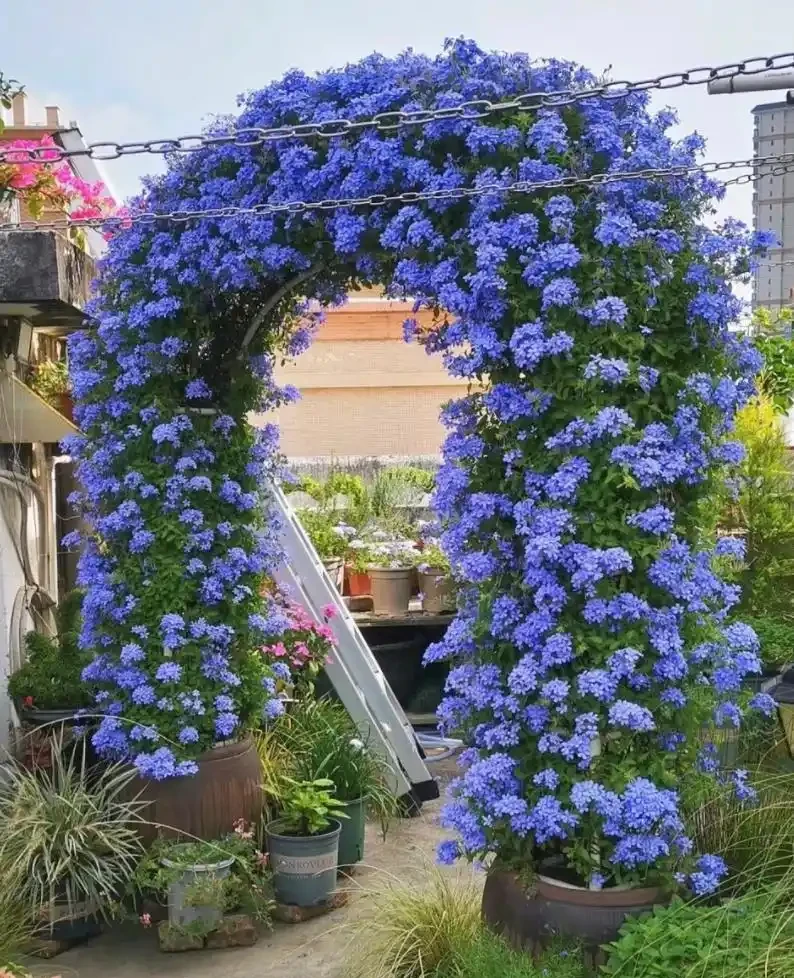 9種花「曬不死」，太陽越大花越爆，奼紫嫣紅賊漂亮！