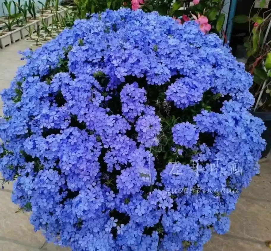 9種花「曬不死」，太陽越大花越爆，奼紫嫣紅賊漂亮！