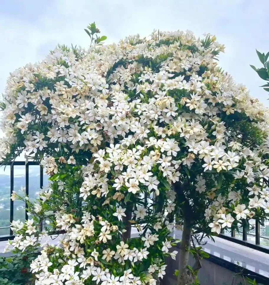 9種花「曬不死」，太陽越大花越爆，奼紫嫣紅賊漂亮！