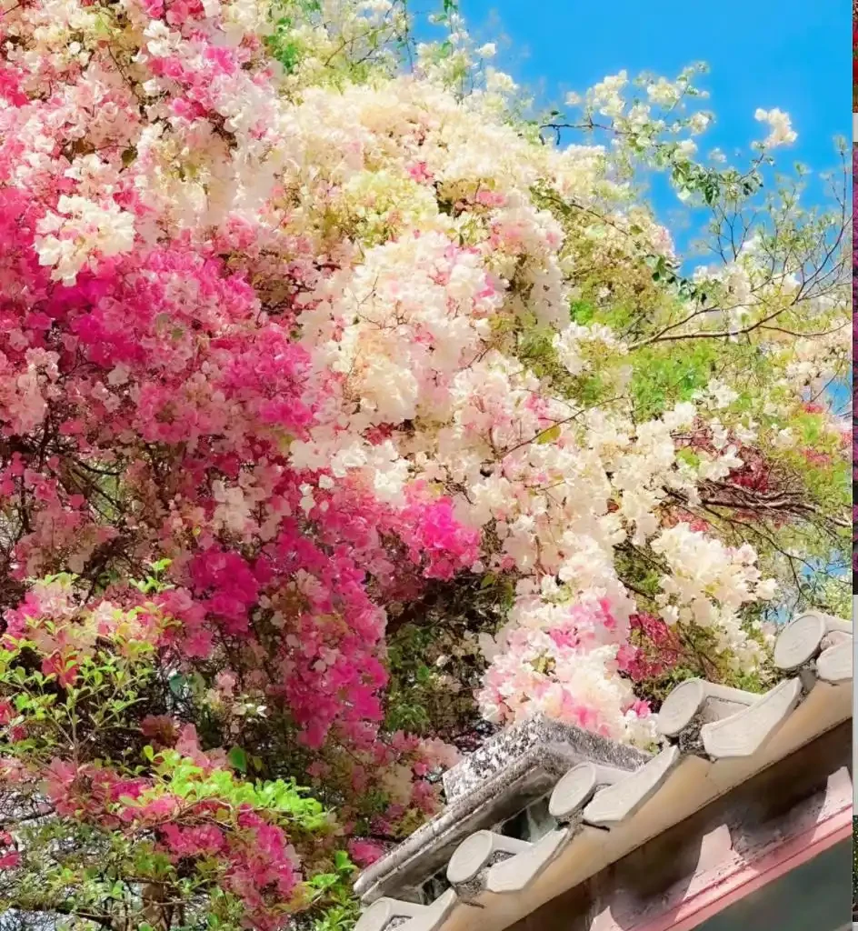 9種花「曬不死」，太陽越大花越爆，奼紫嫣紅賊漂亮！