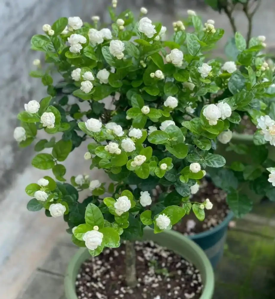 9種花「曬不死」，太陽越大花越爆，奼紫嫣紅賊漂亮！