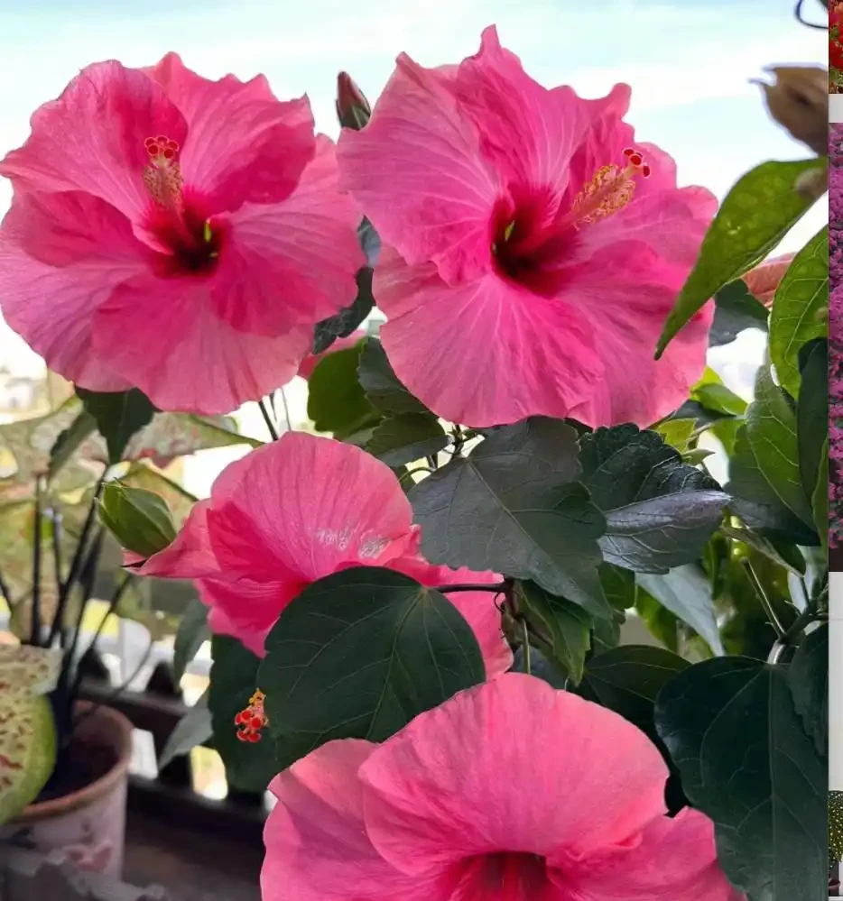 9種花「曬不死」，太陽越大花越爆，奼紫嫣紅賊漂亮！