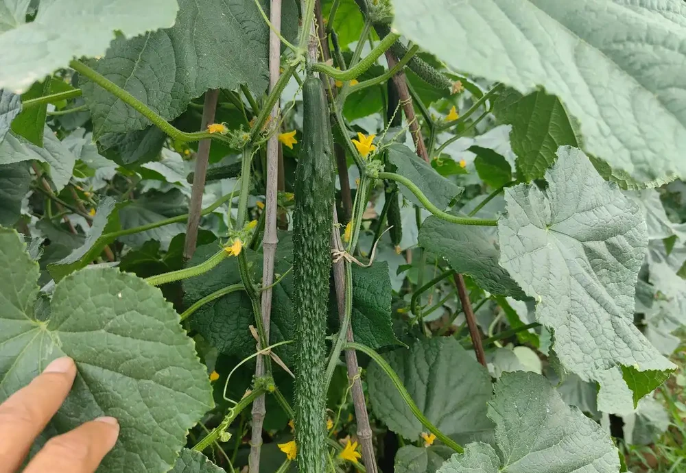 蔬菜澆什麼肥料,才能產量高品質好