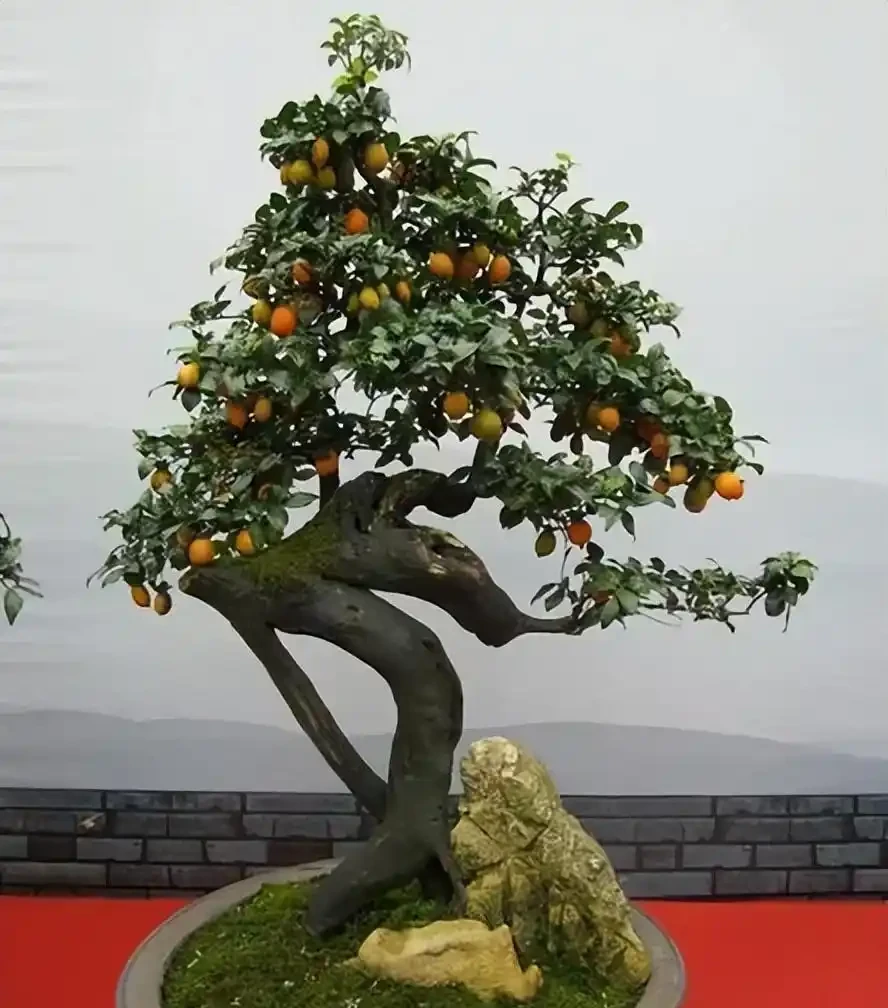 「盆景不玩彈，終身是遺憾」，金彈子為什麼這樣火？一起來看看