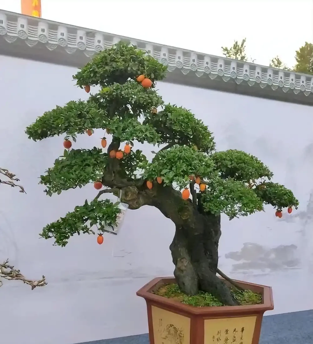 「盆景不玩彈，終身是遺憾」，金彈子為什麼這樣火？一起來看看