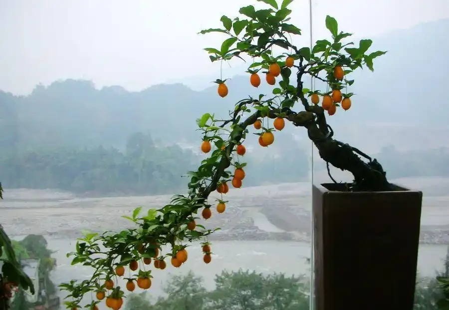 「盆景不玩彈，終身是遺憾」，金彈子為什麼這樣火？一起來看看