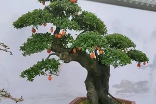 「盆景不玩彈，終身是遺憾」，金彈子為什麼這樣火？一起來看看