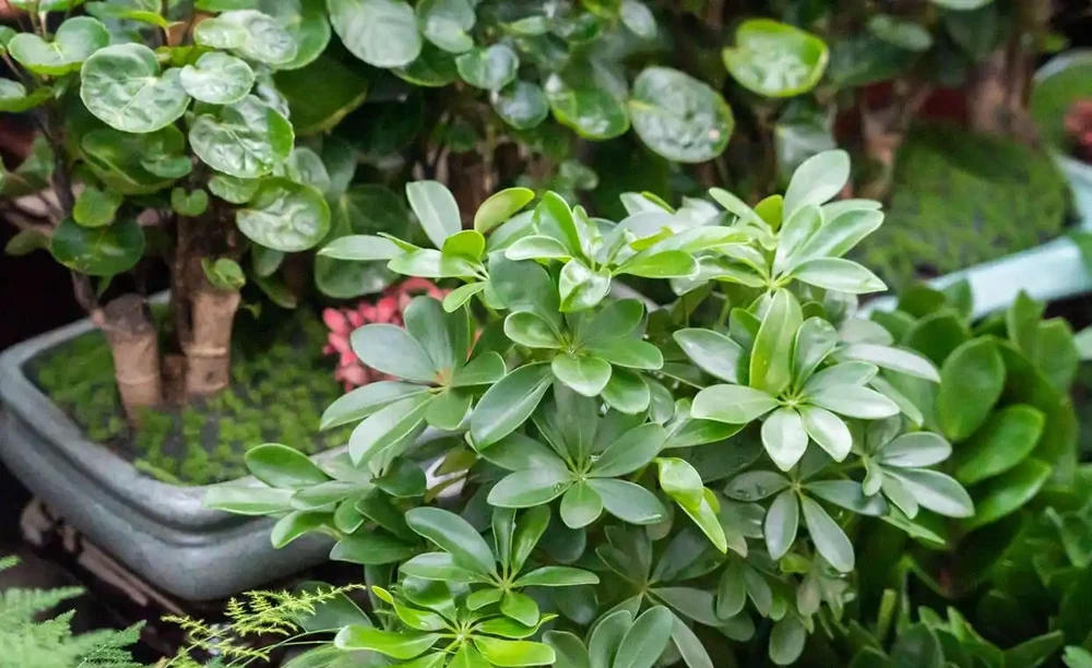 6種「綠植」,養家裡喜氣洋洋很是吉利,大氣好養年年四季常綠