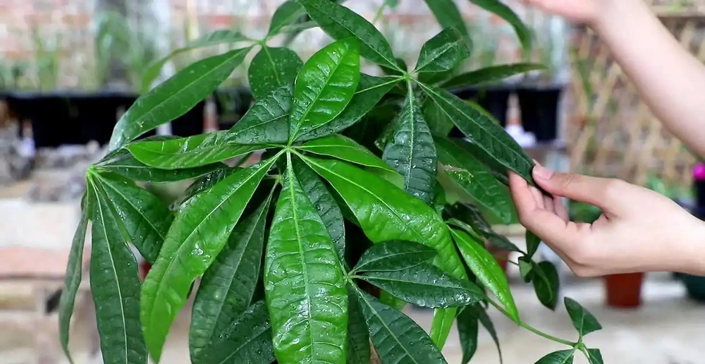 6種「綠植」,養家裡喜氣洋洋很是吉利,大氣好養年年四季常綠