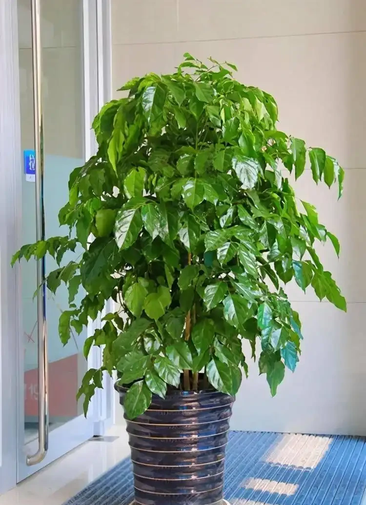 6種「綠植」,養家裡喜氣洋洋很是吉利,大氣好養年年四季常綠