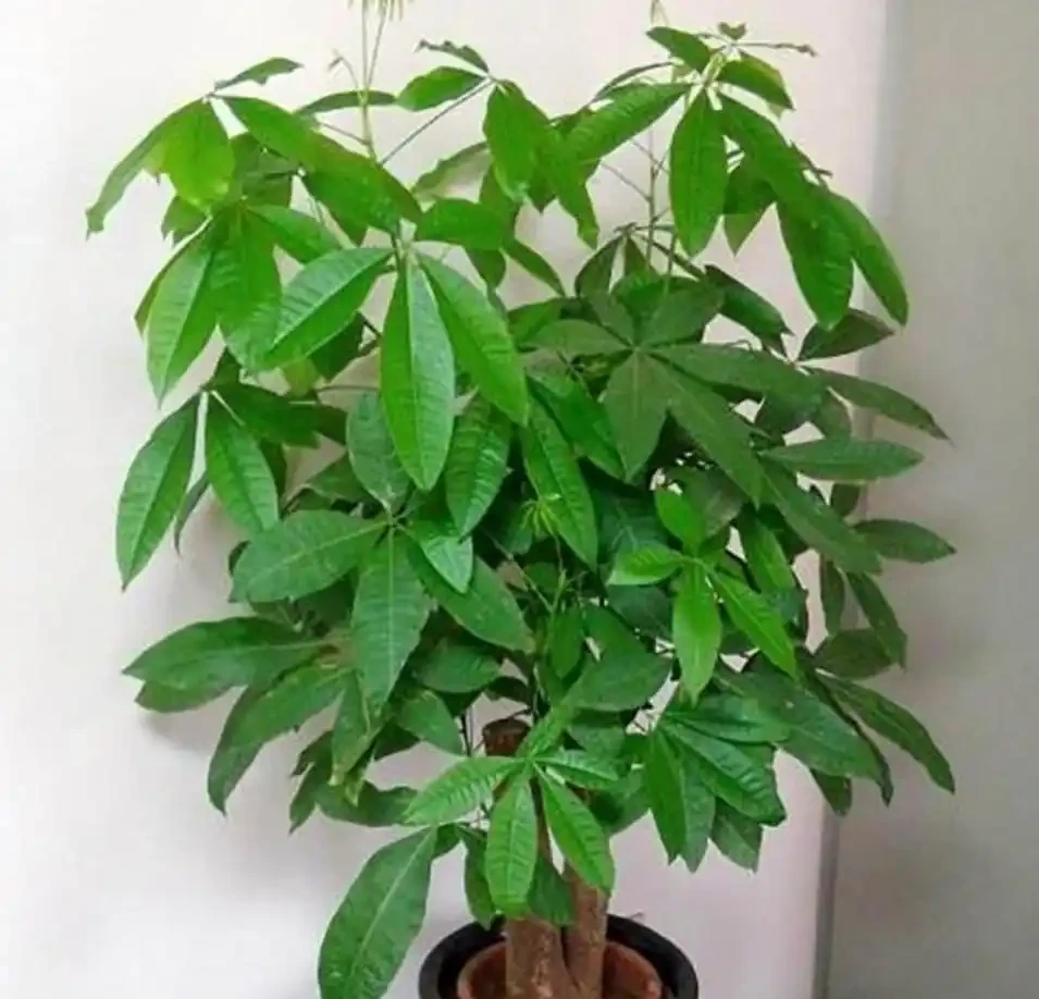 6種「綠植」,養家裡喜氣洋洋很是吉利,大氣好養年年四季常綠