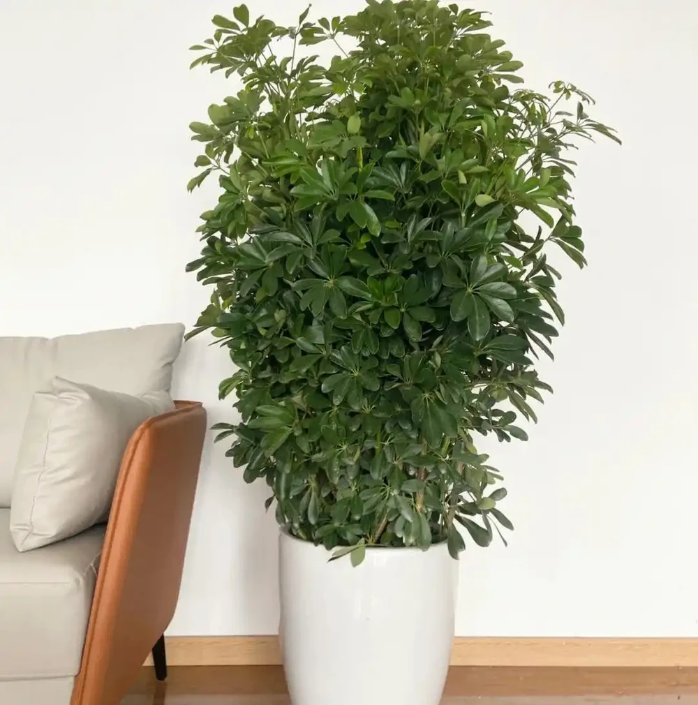 6種「綠植」,養家裡喜氣洋洋很是吉利,大氣好養年年四季常綠