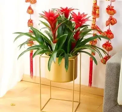 6種「綠植」,養家裡喜氣洋洋很是吉利,大氣好養年年四季常綠